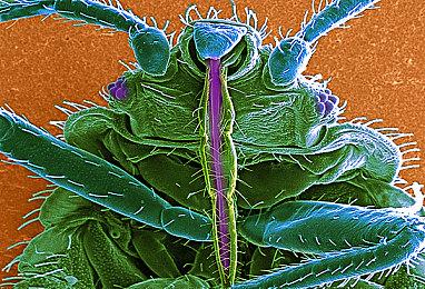 高能电玩节：《纪元1800》DLC“变革之种”预告